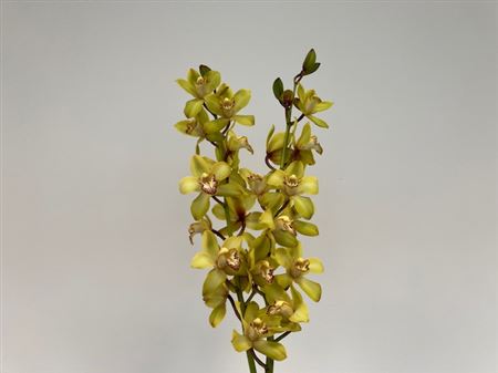Cymbidium Mini Mixed