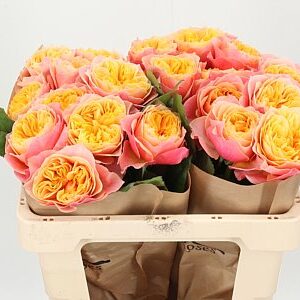 R Gr Kensin Gardens! – čerstvý rezaný kvet, dĺžka: 50 cm, pôvod: DE