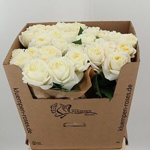 Biela ruža Grand Chic White