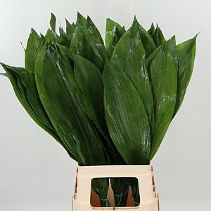 Dec Aspidistra – čerstvý rezaný kvet, dĺžka: 80 cm, pôvod: GT