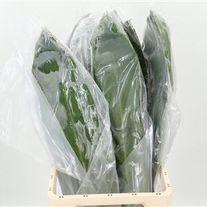 Dekoratívna tráva Cordyline Green Tie v dĺžke 80 cm