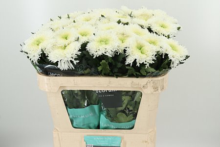 Biela chryzantéma Etrusko White s výškou 70 cm