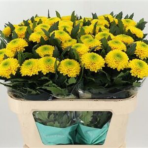 Zelená chryzantéma Green Brasiliana s výškou 70 cm