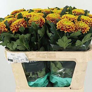 Zelená chryzantéma Green Tropicana s dlhou stonkou