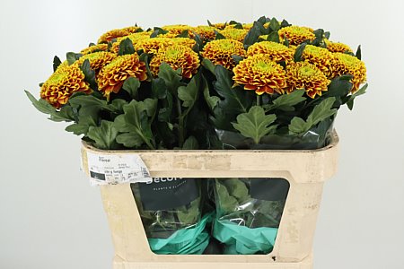 Zelená chryzantéma Green Tropicana s dlhou stonkou
