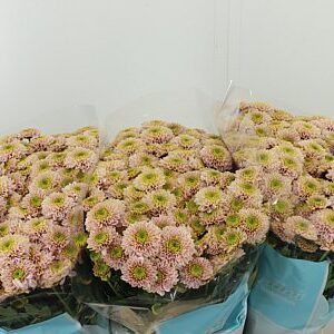 Chryzantéma San Rossi Mix