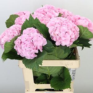 Hortenzia M Lolly Pop White