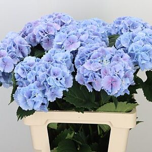 Hortenzia M Lolly Pop Blue