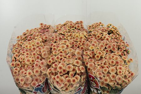 Chryzantéma San Mad Mix Tyolo 55 cm