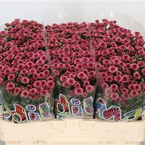 Chryzantéma San Mad Mix Tyolo 55 cm
