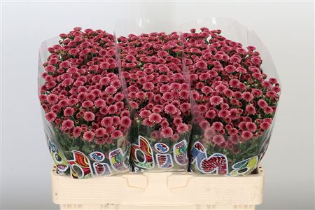 Chryzantéma San Mad Mix Tyolo 55 cm