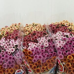 Chryzantéma San Mad Mix Tyolo 55 cm