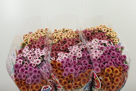 Chryzantéma San Mad Mix Tyolo 55 cm