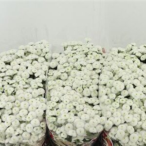Chr San Mad Lumie White – čerstvý rezaný kvet, dĺžka: 55 cm, pôvod: NL