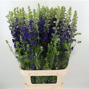 Tmavomodrý Delphinium Atlantis s výškou 70 cm