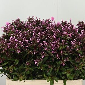 Phlox Brave Eyes Pink – čerstvý rezaný kvet, dĺžka: 60 cm, pôvod: NL