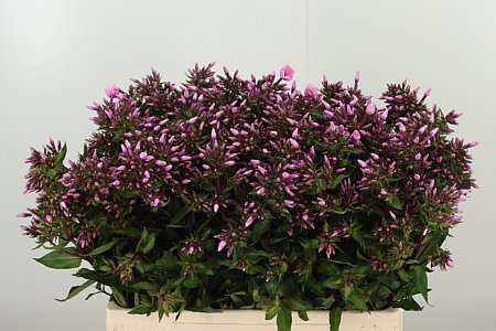 Phlox Pink Eyes 70 cm