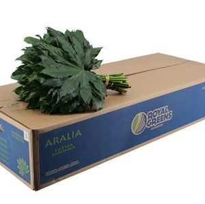 Dec Aralia Extra – čerstvý rezaný kvet, dĺžka: 50 cm, pôvod: CR