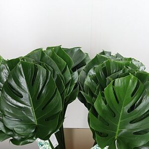 Monstera list 60 cm