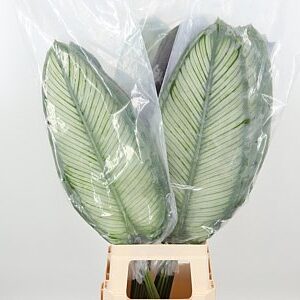 Dec Calathea White – čerstvý rezaný kvet, dĺžka: 80 cm, pôvod: CM