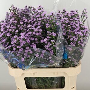 Aster Astee Pale Pink Pearl – čerstvý rezaný kvet, dĺžka: 85 cm, pôvod: NL