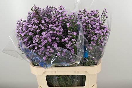 Aster Astee Pale Pink Pearl – čerstvý rezaný kvet, dĺžka: 85 cm, pôvod: NL