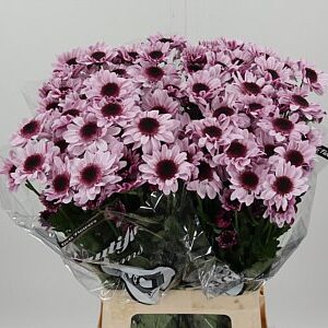 Chryzantéma Tatiana Pastela Pink s pastelovo ružovými lupeňmi