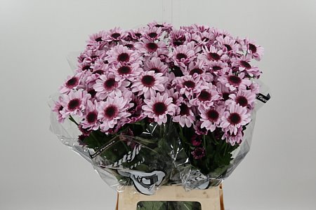 Chryzantéma Tatiana Pastela Pink s pastelovo ružovými lupeňmi
