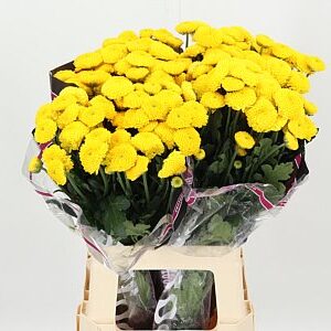 Chr T Limoncello – čerstvý rezaný kvet, dĺžka: 70 cm, pôvod: NL
