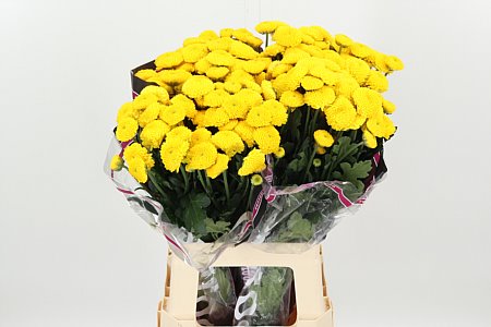 Chr T Limoncello – čerstvý rezaný kvet, dĺžka: 70 cm, pôvod: NL
