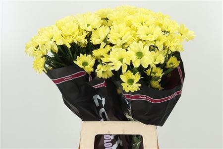 Chryzantéma T Chic s dĺžkou 70 cm
