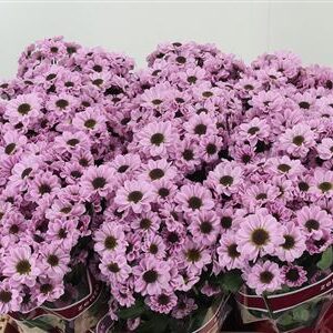 Chryzantéma San Kismo Pink