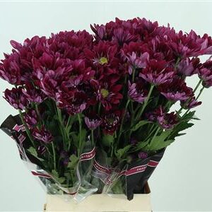 Chryzantéma Tellma Serenity Purple s dĺžkou 70 cm