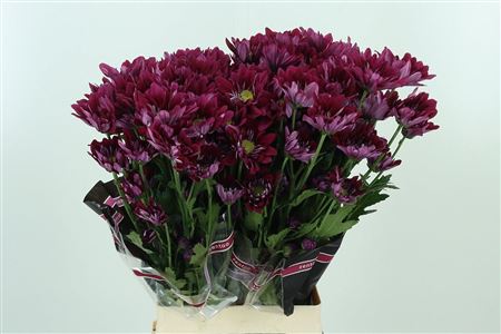 Chryzantéma Tellma Serenity Purple s dĺžkou 70 cm