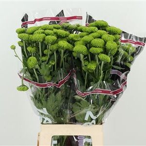 Chryzantéma Thor Deligreen 70 cm
