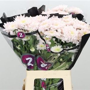 Chryzantéma Tatiana Pastela Rose v pastelovej ružovej farbe