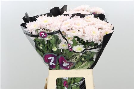 Chryzantéma Tatiana Pastela Rose v pastelovej ružovej farbe