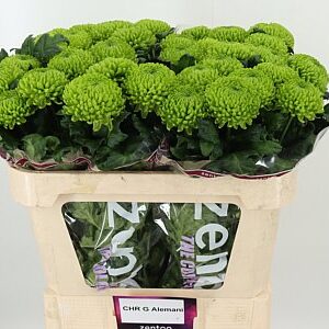 Chryzantéma Alemani 70 cm