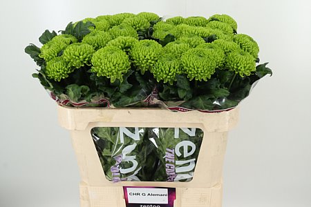 Chr G Alemani – čerstvý rezaný kvet, dĺžka: 70 cm, pôvod: NL