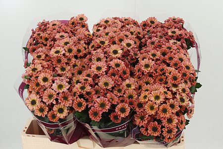 Chryzantéma San Doria 55 cm