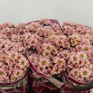 Chr San Babette – čerstvý rezaný kvet, dĺžka: 55 cm, pôvod: NL