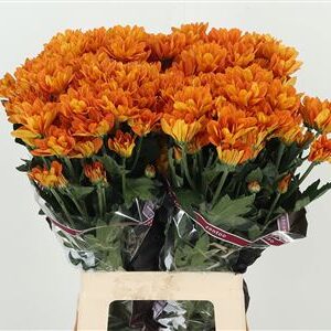 Chr T Kaya – čerstvý rezaný kvet, dĺžka: 70 cm, pôvod: NL