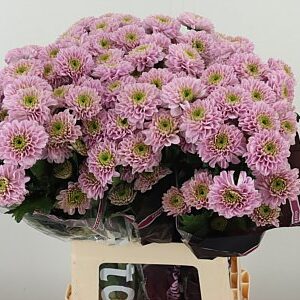 Chr T Letsgo Pink – čerstvý rezaný kvet, dĺžka: 70 cm, pôvod: NL