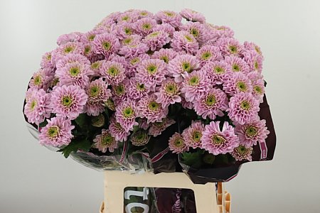 Chr T Letsgo Pink – čerstvý rezaný kvet, dĺžka: 70 cm, pôvod: NL