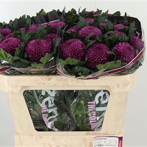 Zelená chryzantéma Green Roxo 70 cm