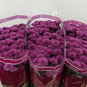 Chryzantéma San Miller Lavendel