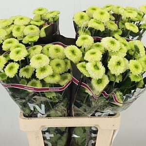 Chryzantéma Terra Bonita 70 cm