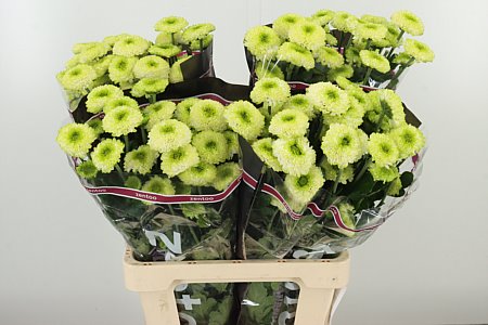 Chryzantéma Terra Bonita 70 cm
