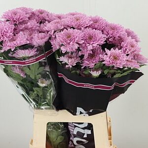 Chr T Fabienne Sweet – čerstvý rezaný kvet, dĺžka: 70 cm, pôvod: NL