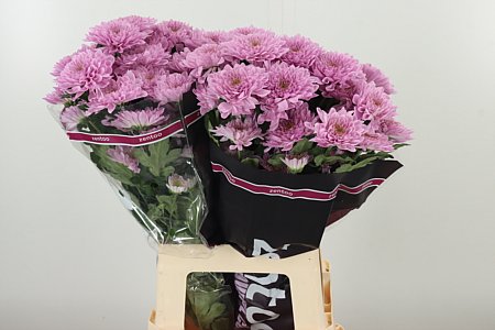 Chr T Fabienne Sweet – čerstvý rezaný kvet, dĺžka: 70 cm, pôvod: NL